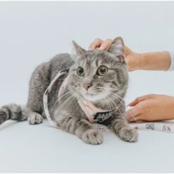 Sassy Woof Smitten Kittens Cat Leash, 6-ft Long -Pawfect Care 1019902 PT3. AC SS1800 V1699919068