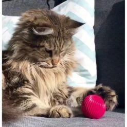 Pet Qwerks Babble Ball Kitten Toy With Catnip -Pawfect Care 102237 PT2. AC SS1800 V1589901125