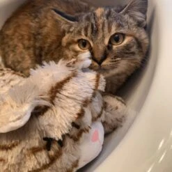 Snuggle Puppy Original Snuggle Kitty Plush Cat Behavioral Aid Anxiety Relief -Pawfect Care 108168 PT6. AC SS1800 V1688150248