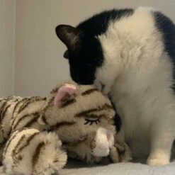 Snuggle Puppy Original Snuggle Kitty Plush Cat Behavioral Aid Anxiety Relief -Pawfect Care 108168 PT7. AC SS1800 V1688149016