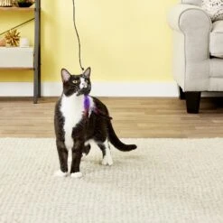 Pet Fit For Life 6 Piece Replacement Feather Pack For Wand Cat Toy -Pawfect Care 109318 PT2. AC SS1800 V1589320664