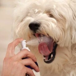 Gerrard Larriett Aromatherapy Pet Care Dog & Cat Dental Spray -Pawfect Care 109684 PT4. AC SS1800 V1617331293