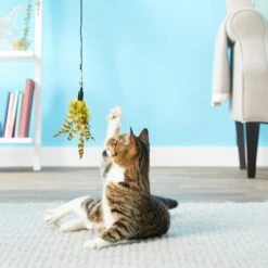 Pet Fit For Life 2 Feathers & 1 Coon Tail Wand Cat Toy -Pawfect Care 123824 PT3. AC SS1800 V1589320885