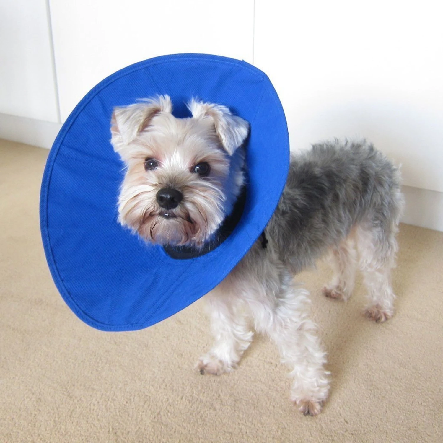 Alfie Pet Soft Recovery Dog & Cat Collar 9 Alfie Pet Soft Recovery Dog & Cat Collar - Image 7