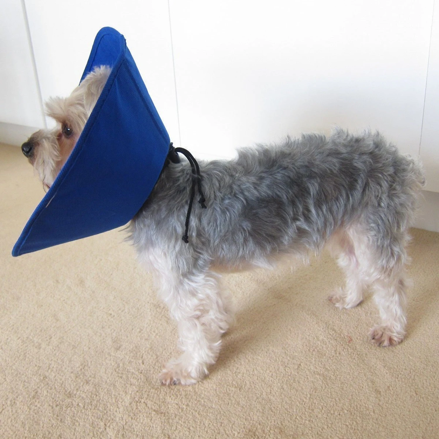 Alfie Pet Soft Recovery Dog & Cat Collar 10 Alfie Pet Soft Recovery Dog & Cat Collar - Image 8