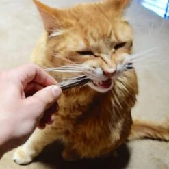 CatTwig Silver Vine Stick Cat Chew Toy -Pawfect Care 125648 PT6. AC SS1800 V1495567074