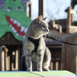 Comfort Soft Mesh Cat Harness 16 Comfort Soft Mesh Cat Harness -Pawfect Care 128175 PT5. AC SS1800 V1628227620