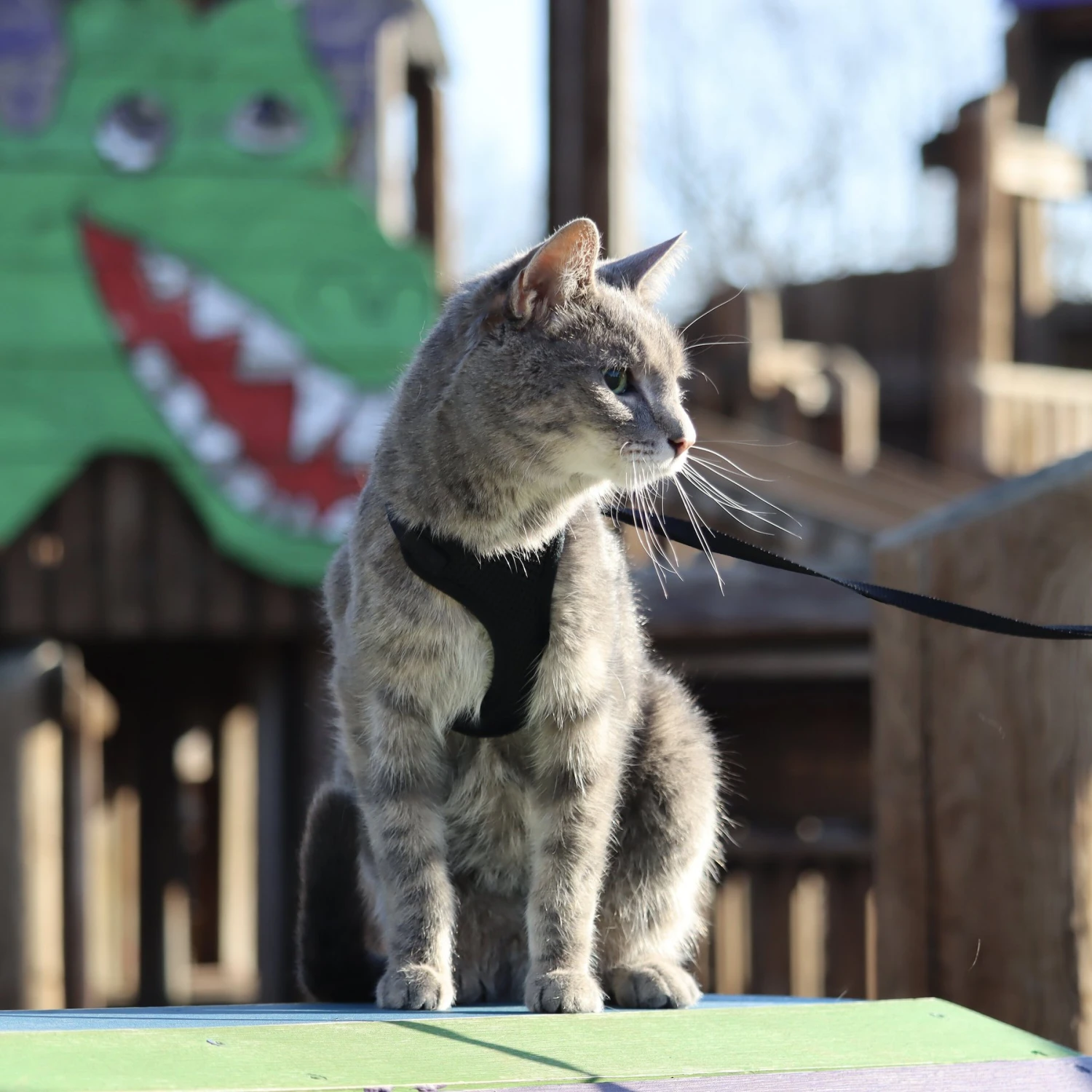 Comfort Soft Mesh Cat Harness 8 Comfort Soft Mesh Cat Harness - Image 6