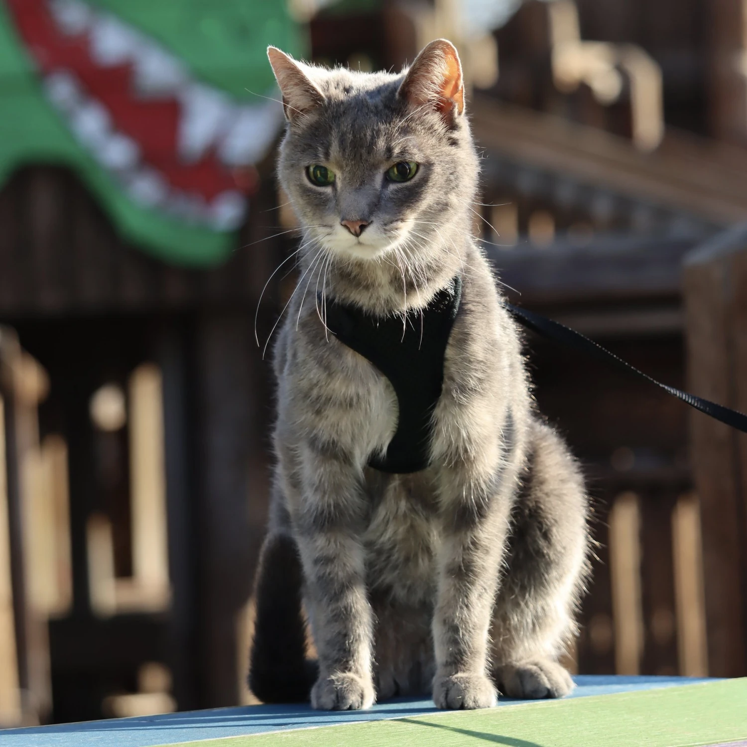 Comfort Soft Mesh Cat Harness 9 Comfort Soft Mesh Cat Harness - Image 7