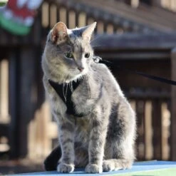 Comfort Soft Mesh Cat Harness 18 Comfort Soft Mesh Cat Harness -Pawfect Care 128175 PT7. AC SS1800 V1677958330