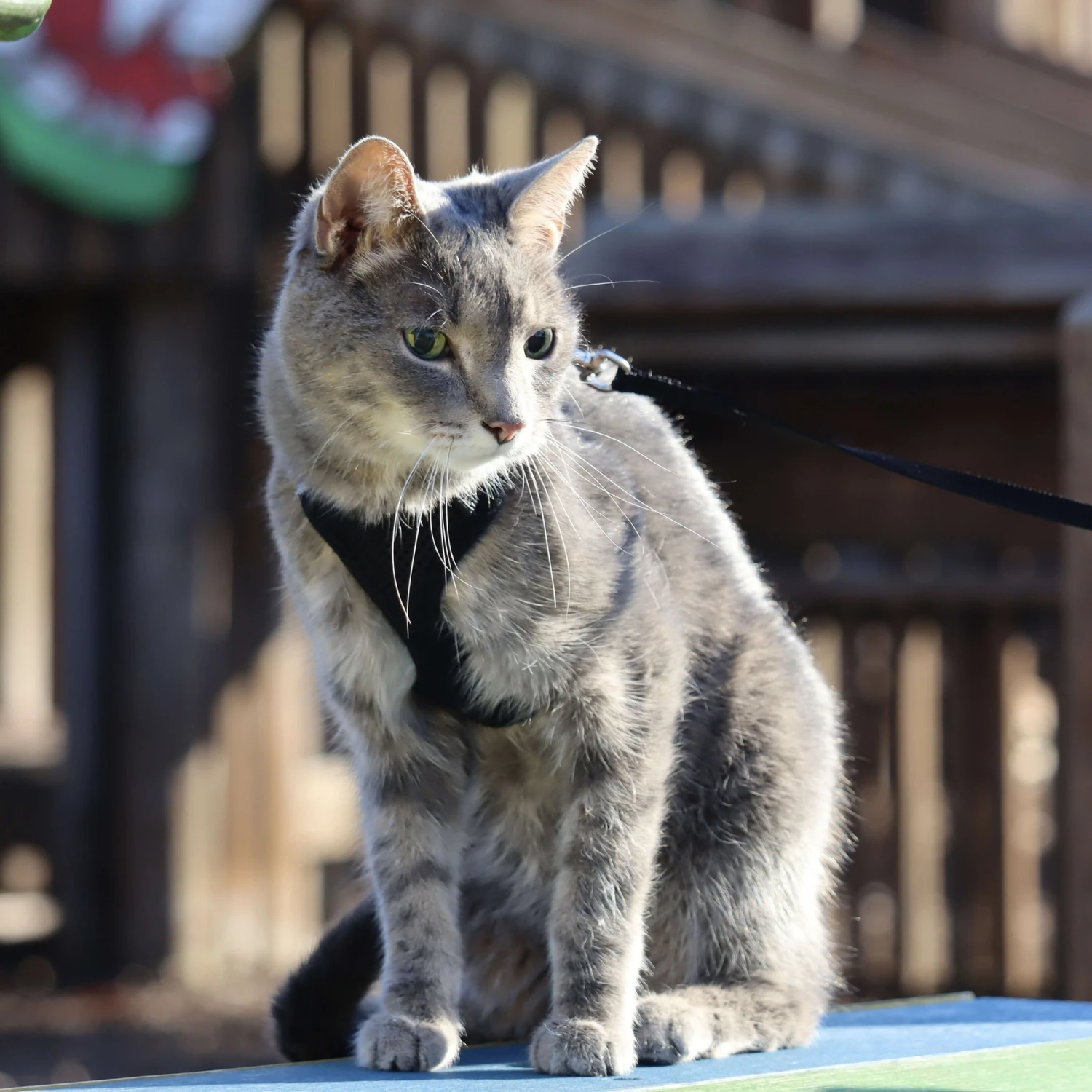 Comfort Soft Mesh Cat Harness 10 Comfort Soft Mesh Cat Harness - Image 8