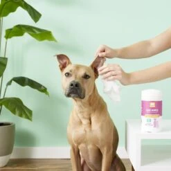 Nootie Japanese Cherry Blossom Dog & Cat Ear Wipes -Pawfect Care 132616 PT3. AC SS1800 V1543958909