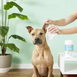Nootie Sweet Pea & Vanilla Dog & Cat Ear Wipes -Pawfect Care 132618 PT3. AC SS1800 V1543958941