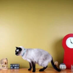 Pawtitas Nylon Reflective Breakaway Cat Collar With Bell -Pawfect Care 134716 PT7. AC SS1800 V1682018508