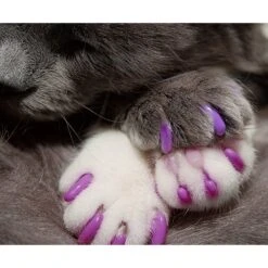 Kitty Caps Cat Nail Caps -Pawfect Care 136331 PT2. AC SS1800 V1505497822