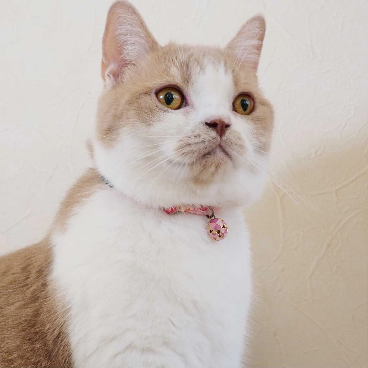 Necoichi Chirimen Clover Breakaway Cat Collar With Bell 10 Necoichi Chirimen Clover Breakaway Cat Collar With Bell - Image 8