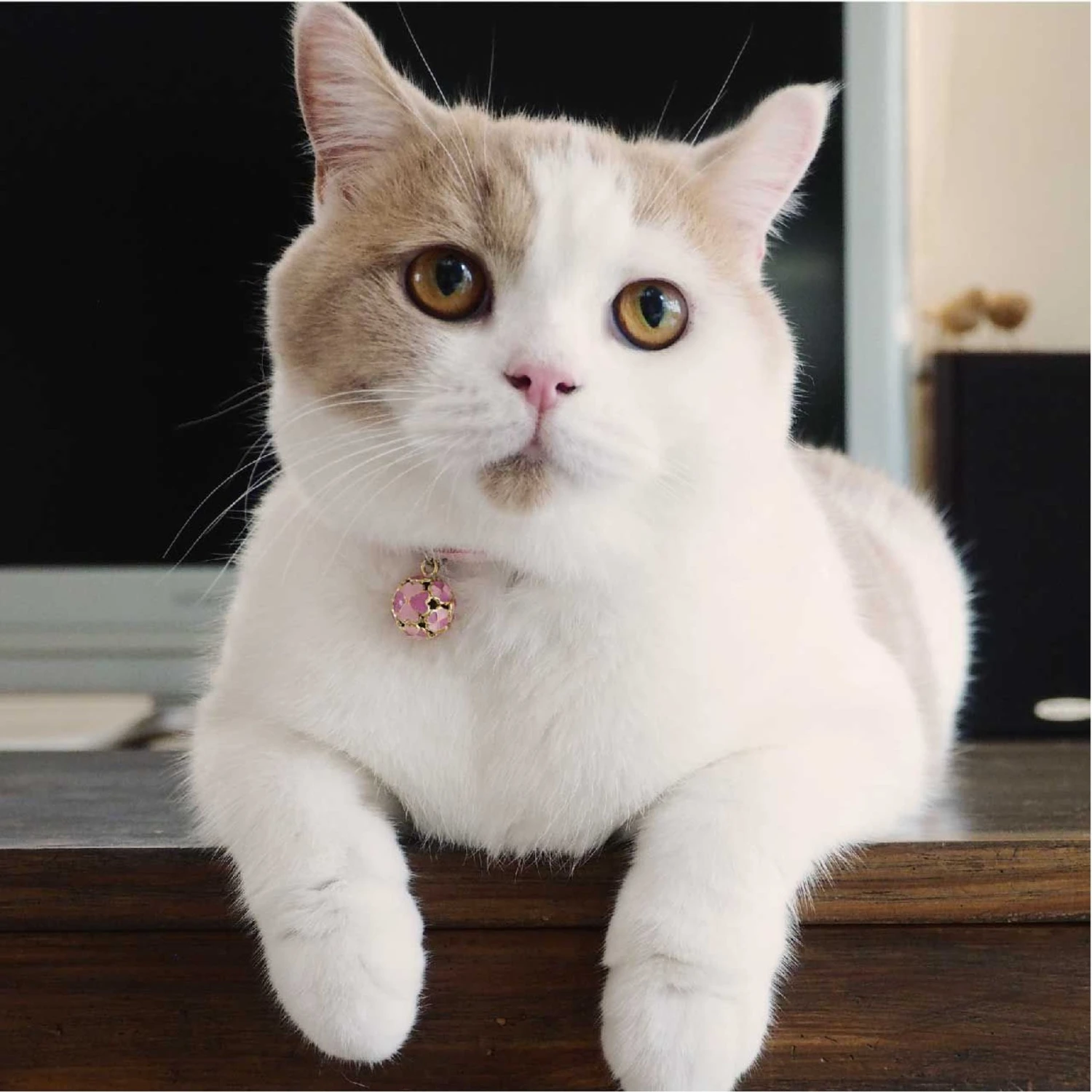 Necoichi Chirimen Clover Breakaway Cat Collar With Bell 11 Necoichi Chirimen Clover Breakaway Cat Collar With Bell - Image 9