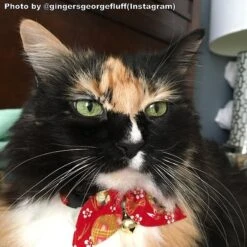 Necoichi Oribon Kimono Bow Tie Cotton Breakaway Cat Collar With Bell -Pawfect Care 137017 PT2. AC SS1800 V1606871526