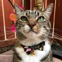 Necoichi Japanese Kimono Bow Tie Cotton Breakaway Cat Collar With Bell 11 Necoichi Japanese Kimono Bow Tie Cotton Breakaway Cat Collar With Bell -Pawfect Care 137019 PT2. AC SS1800 V1627609590