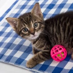 Hartz Just For Cats Toy Variety Pack, 13 Count -Pawfect Care 139111 PT5. AC SS1800 V1589230999