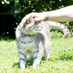 Pettsie Bow Tie Cotton Breakaway Cat Collar With Friendship Bracelet -Pawfect Care 139113 PT6. AC SS1800 V1507065032