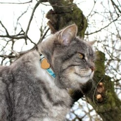 Pettsie Heart Cotton Breakaway Cat Collar With Friendship Bracelet -Pawfect Care 139120 PT4. AC SS1800 V1507065007