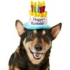 Frisco Birthday Cake Dog & Cat Hat -Pawfect Care 139518 MAIN. AC SS1800 V1540401491