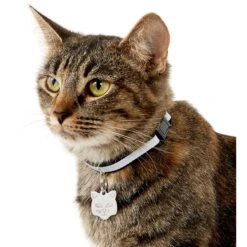 Frisco Stainless Steel Personalized Cat ID Tag, Cat -Pawfect Care 153043 PT5. AC SS1800 V1540560131
