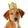 Frisco Happy Birthday Dog & Cat Crown -Pawfect Care 153665 MAIN. AC SS1800 V1551230974