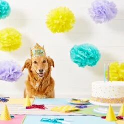 Frisco Happy Birthday Dog & Cat Crown -Pawfect Care 153665 PT5. AC SS1800 V1551231039