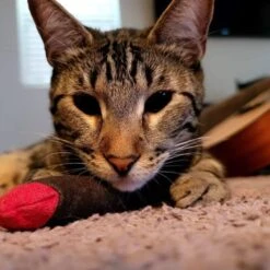 Meowijuana Catnip Cigar Cat Toy -Pawfect Care 156572 PT4. AC SS1800 V1631688076