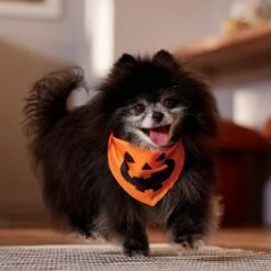 Frisco Jack O' Lantern Pumpkin Dog & Cat Bandana -Pawfect Care 158934 PT4. AC SS1800 V1564430535