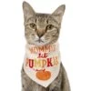 Frisco Mommy's Lil Pumpkin Dog & Cat Bandana -Pawfect Care 158936 MAIN. AC SS1800 V1689628232