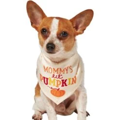 Frisco Mommy's Lil Pumpkin Dog & Cat Bandana -Pawfect Care 158936 PT2. AC SS1800 V1689629423