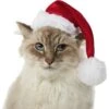 Frisco Holiday Dog & Cat Santa Hat, 1 Count -Pawfect Care 160054 MAIN. AC SS1800 V1663948847