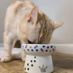 Necoichi Raised Cat Food Bowl, Colorful Dots -Pawfect Care 169388 PT5. AC SS1800 V1649347000