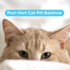 Pawtitas Organic Sheabutter & Oatmeal Cat Shampoo & Conditioner -Pawfect Care 173809 PT6. AC SS1800 V1682098346