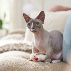 Multipet Lamb Chop Plush Cat Toy With Catnip -Pawfect Care 174204 PT3. AC SS1800 V1682711107