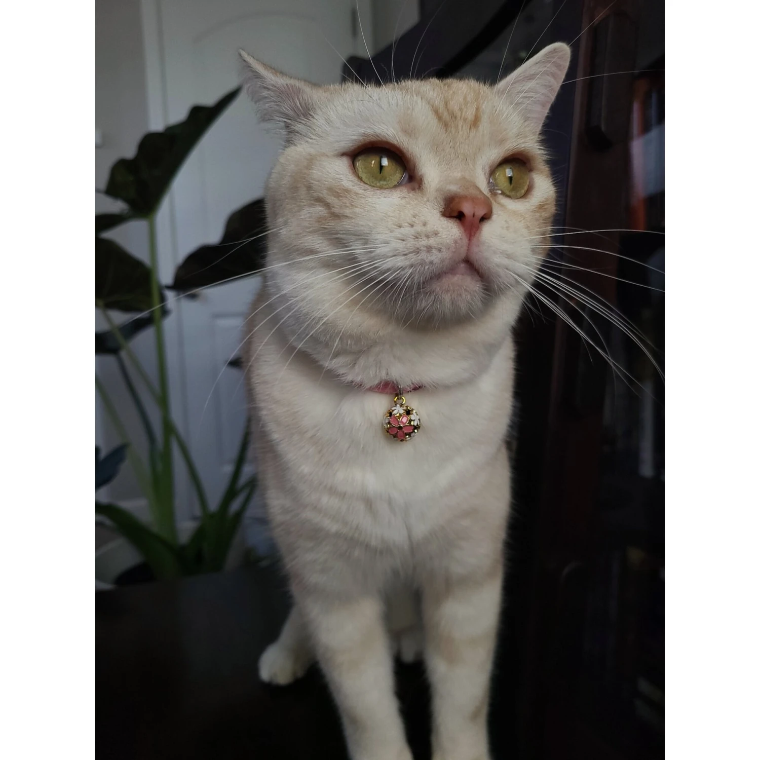 Necoichi Chirimen Sakura Breakaway Cat Collar With Bell 6 Necoichi Chirimen Sakura Breakaway Cat Collar With Bell - Image 4