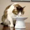 Necoichi Extra Wide Ceramic Elevated Cat Food Bowl, 2-cup -Pawfect Care 183502 MAIN. AC SS1800 V1698854493