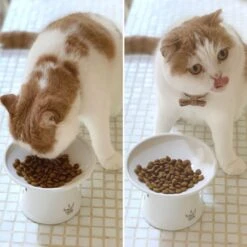Necoichi Extra Wide Ceramic Elevated Cat Food Bowl, 2-cup -Pawfect Care 183502 PT8. AC SS1800 V1698854460