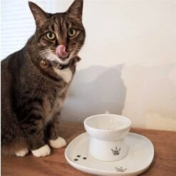 Necoichi Single Dining Tray -Pawfect Care 183513 PT3. AC SS1800 V1565880441