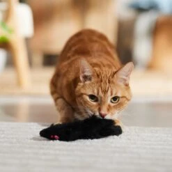 Ethical Pet 5-in Noisy Ferret Plush Cat Toy With Catnip -Pawfect Care 188926 PT3. AC SS1800 V1682711091