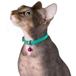 CollarDirect Leather Cat Collar With Bell -Pawfect Care 189968 PT2. AC SS1800 V1565039531