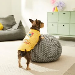 Frisco Llama-zing Birthday Dog & Cat T-Shirt -Pawfect Care 191240 PT4. AC SS1800 V1582053521