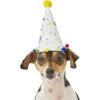 Frisco Confetti Dog & Cat Birthday Hat -Pawfect Care 191274 Main. AC SS1800 V1582053295