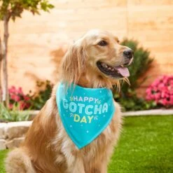Frisco Happy Gotcha Day Dog & Cat Bandana -Pawfect Care 200538 PT3. AC SS1800 V1633086146