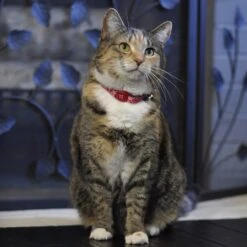 Safe Cat Adjustable Breakaway Magnetic Buckle Cat Collar -Pawfect Care 202095 PT1. AC SS1800 V1569348727