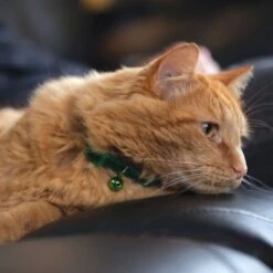 Safe Cat Jeweled Glitter Polyester Breakaway Cat Collar With Bell -Pawfect Care 202128 PT1. AC SS1800 V1628569272