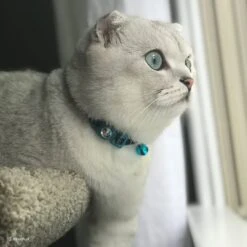 Safe Cat Jeweled Glitter Polyester Breakaway Cat Collar With Bell -Pawfect Care 202128 PT2. AC SS1800 V1628572942